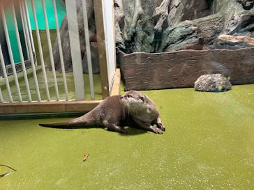 竹島水族館に投稿された画像（2025/2/23）