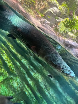 カワスイ 川崎⽔族館に投稿された画像（2025/2/23）