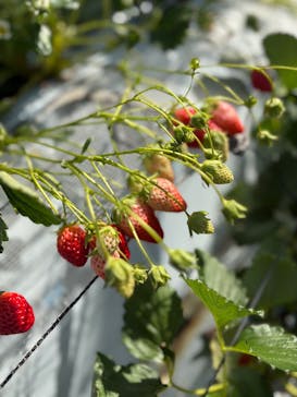 すごう農園直売所ピアッツァに投稿された画像（2025/2/23）