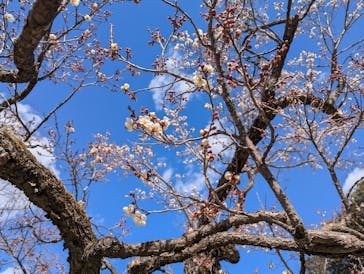 偕楽園本園に投稿された画像（2025/2/23）