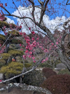 偕楽園本園に投稿された画像（2025/2/23）