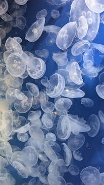 鴨川シーワールドに投稿された画像（2025/2/23）