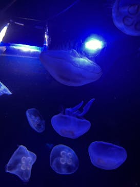 サンシャイン水族館に投稿された画像（2025/2/23）