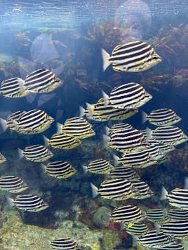 アクアワールド茨城県大洗水族館に投稿された画像（2025/2/23）