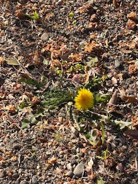 三溪園に投稿された画像（2025/2/23）