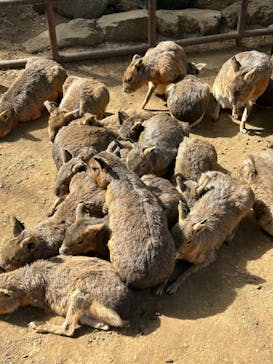 伊豆シャボテン動物公園に投稿された画像（2025/2/23）