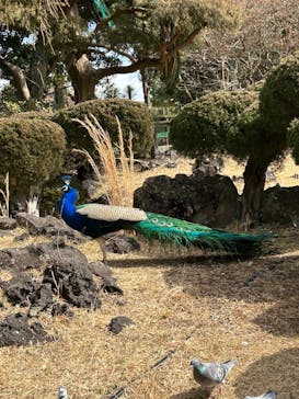 伊豆シャボテン動物公園に投稿された画像（2025/2/23）