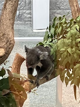 淡路ファームパーク イングランドの丘に投稿された画像（2025/2/23）