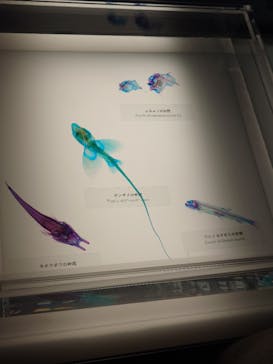サンシャイン水族館に投稿された画像（2025/2/23）