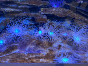 AQUARIUM × ART　atoaに投稿された画像（2025/2/23）