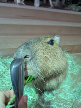 カワスイ 川崎⽔族館に投稿された画像（2025/2/23）