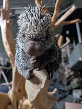 カワスイ 川崎⽔族館に投稿された画像（2025/2/23）