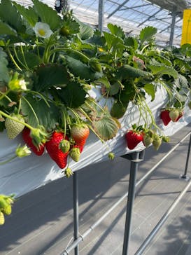 いちご農園フルッティロッシに投稿された画像（2025/2/23）