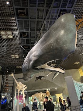 国立科学博物館に投稿された画像（2025/2/23）