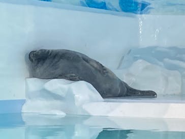 滋賀県立琵琶湖博物館に投稿された画像（2025/2/23）