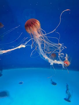 新江ノ島水族館に投稿された画像（2025/2/23）