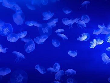 新江ノ島水族館に投稿された画像（2025/2/23）