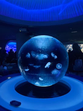 新江ノ島水族館に投稿された画像（2025/2/23）