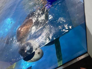新江ノ島水族館に投稿された画像（2025/2/23）