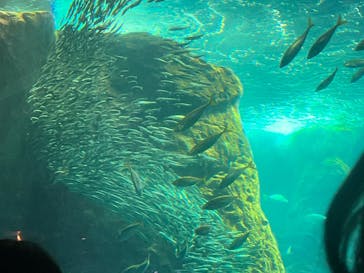 新江ノ島水族館に投稿された画像（2025/2/23）
