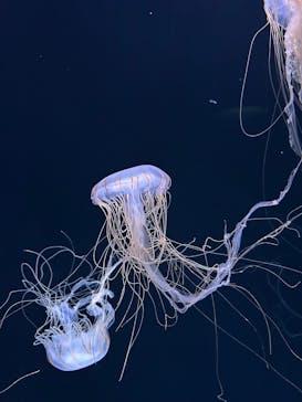 サンシャイン水族館に投稿された画像（2025/2/23）