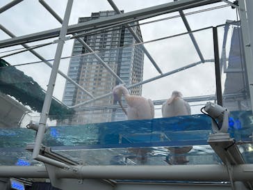 サンシャイン水族館に投稿された画像（2025/2/23）