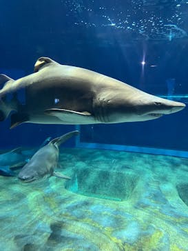 アクアワールド茨城県大洗水族館に投稿された画像（2025/2/23）