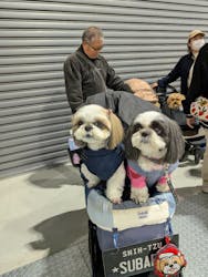 わんにゃんドームに投稿された画像（2025/2/23）