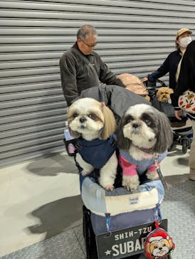 わんにゃんドームに投稿された画像（2025/2/23）