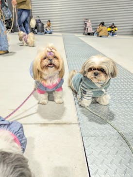 わんにゃんドームに投稿された画像（2025/2/23）