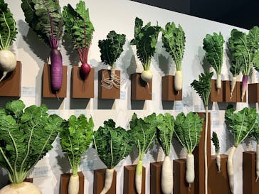 特別展「和食～日本の自然、人々の知恵～」に投稿された画像（2025/2/23）