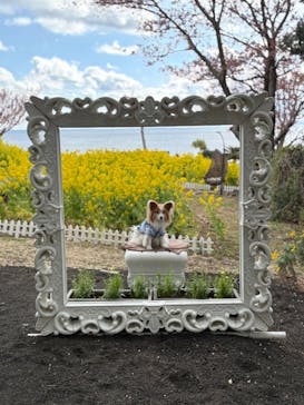 ニューヨークランプミュージアム＆フラワーガーデンに投稿された画像（2025/2/23）