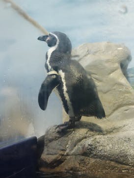 新江ノ島水族館に投稿された画像（2025/2/23）