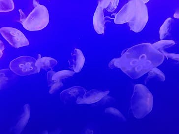 新江ノ島水族館に投稿された画像（2025/2/23）