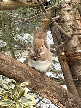 那須どうぶつ王国に投稿された画像（2025/2/23）