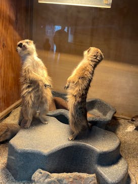 那須どうぶつ王国に投稿された画像（2025/2/23）