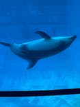 名古屋港水族館に投稿された画像（2025/2/24）