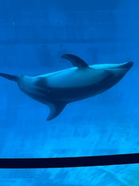 名古屋港水族館に投稿された画像（2025/2/24）