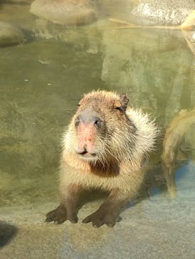 神戸どうぶつ王国に投稿された画像（2025/2/24）