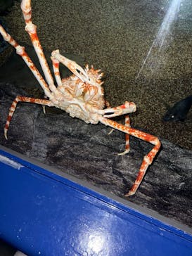アクアワールド茨城県大洗水族館に投稿された画像（2025/2/24）
