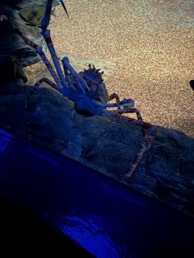 アクアワールド茨城県大洗水族館に投稿された画像（2025/2/24）