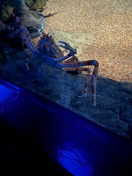 アクアワールド茨城県大洗水族館に投稿された画像（2025/2/24）