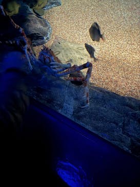 アクアワールド茨城県大洗水族館に投稿された画像（2025/2/24）