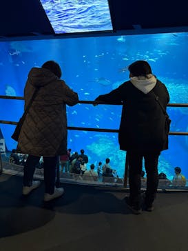 アクアワールド茨城県大洗水族館に投稿された画像（2025/2/24）