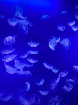 新江ノ島水族館に投稿された画像（2025/2/24）