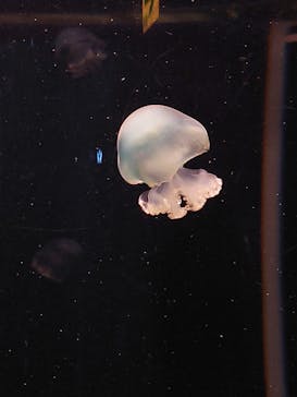 新江ノ島水族館に投稿された画像（2025/2/24）