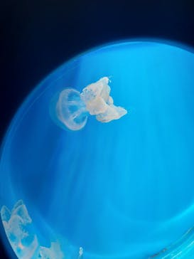 新江ノ島水族館に投稿された画像（2025/2/24）