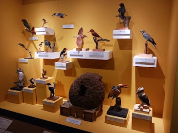 特別展「鳥 ～ゲノム解析が解き明かす新しい鳥類の系統～」国立科学博物館に投稿された画像（2025/2/24）