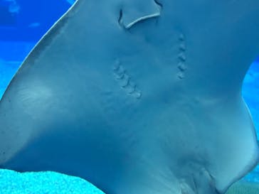 沖縄美ら海水族館に投稿された画像（2025/2/24）