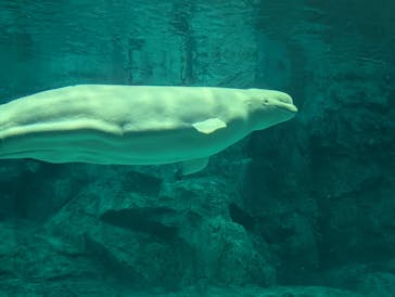 名古屋港水族館に投稿された画像（2025/2/24）